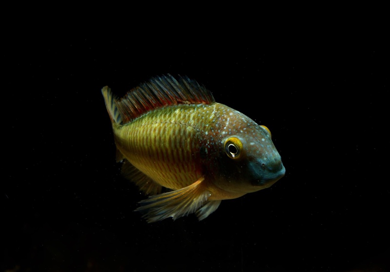 Tropheus moorii 'Lufubu'